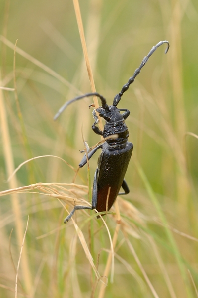 Cerambycidae Cerambyx miles